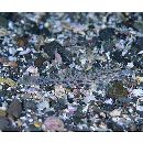 Istigobius campbelli (Jordan et Snyder, 1901)