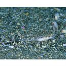 Favonigobius gymnauchen (Bleeker, 1860)