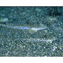 Repomucenus ornatipinnis (Regan, 1905)