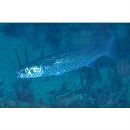 Mugil cephalus cephalus Linnaeus, 1758