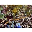 Festucalex erythraeus (Gilbert, 1905)