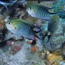 Pomachromis richardsoni (Snyder, 1909)