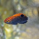 Pomacentrus bankanensis Bleeker, 1853