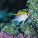 Neoglyphidodon melas (Cuvier, 1830)