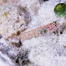 Eviota melasma Lachner et Karnella, 1980