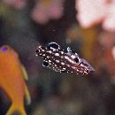 Bodianus dictynna Gomon, 2006