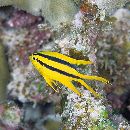 Neoglyphidodon nigroris (Cuvier, 1830)