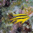 Neoglyphidodon nigroris (Cuvier, 1830)