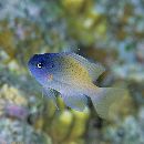 Chrysiptera rex (Snyder, 1909)