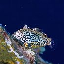 Macropharyngodon meleagris (Valenciennes, 1839)