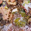 Corythoichthys amplexus Dawson et Randall, 1975