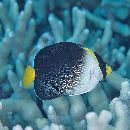 Chaetodontoplus mesoleucus (Bloch, 1787)