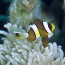 Amphiprion clarkii (Bennett, 1830)