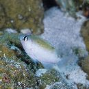 Plectroglyphidodon imparipennis (Vaillant et Sauvage, 1875)