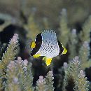 Chaetodon trifascialis Quoy et Gaimard, 1825