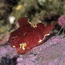 Lethotremus awae (Jordan et Snyder, 1902)