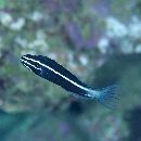 Meiacanthus kamoharai Tomiyama, 1956