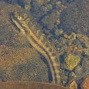 Sicyopterus japonicus (Tanaka, 1909)