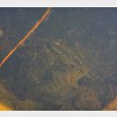 Sicyopterus japonicus (Tanaka, 1909)