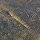 Sicyopterus japonicus (Tanaka, 1909)