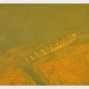 Sicyopterus japonicus (Tanaka, 1909)