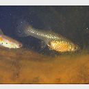 Poecilia reticulata Peters, 1860