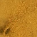 Gobiidae, indeterminate genus et species