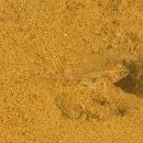 Gobiidae, indeterminate genus et species