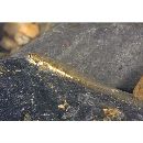 Lentipes armatus Sakai et Nakamura, 1979