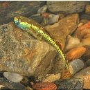 Stiphodon percnopterygionus Watson et Chen, 1998