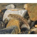 Lentipes armatus Sakai et Nakamura, 1979