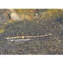 Stiphodon percnopterygionus Watson et Chen, 1998