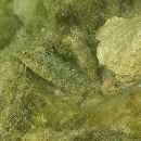 Petroscirtes variabilis Cantor, 1850