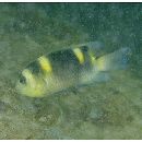 Dischistodus fasciatus (Cuvier, 1830)