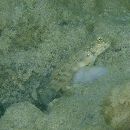 Cryptocentrus melanopus (Bleeker, 1860)