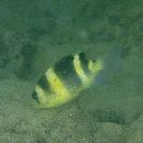 Dischistodus fasciatus (Cuvier, 1830)