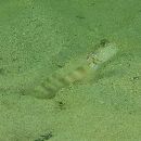 Cryptocentrus melanopus (Bleeker, 1860)