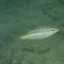 Pentapodus bifasciatus (Bleeker, 1848)