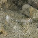 Istigobius goldmanni (Bleeker, 1852)