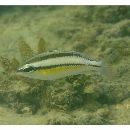 Scolopsis margaritifera (Cuvier, 1830)