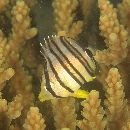 Chaetodon octofasciatus Bloch, 1787