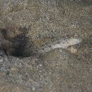 Cryptocentrus melanopus (Bleeker, 1860)