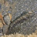 Cryptocentrus maudae Fowler, 1937