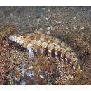 Parapercis sp. 10 (P. sp. 2 of Kuiter, 1992)