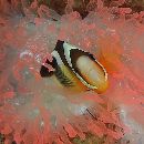 Amphiprion clarkii (Bennett, 1830)