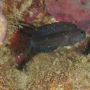 Ecsenius namiyei (Jordan et Evermann, 1902)