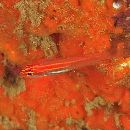 Eviota atriventris Greenfield et Suzuki, 2012