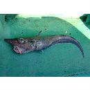 Coelorinchus longicephalus Okamura, 1982