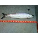 Oncorhynchus nerka (Walbaum, 1792)