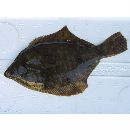 Pleuronectes yokohamae Gunther, 1877